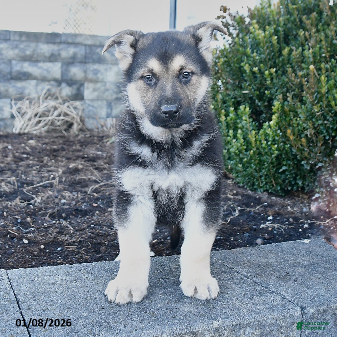 German Shepherd dogs for sale: Gunner - Ad 3