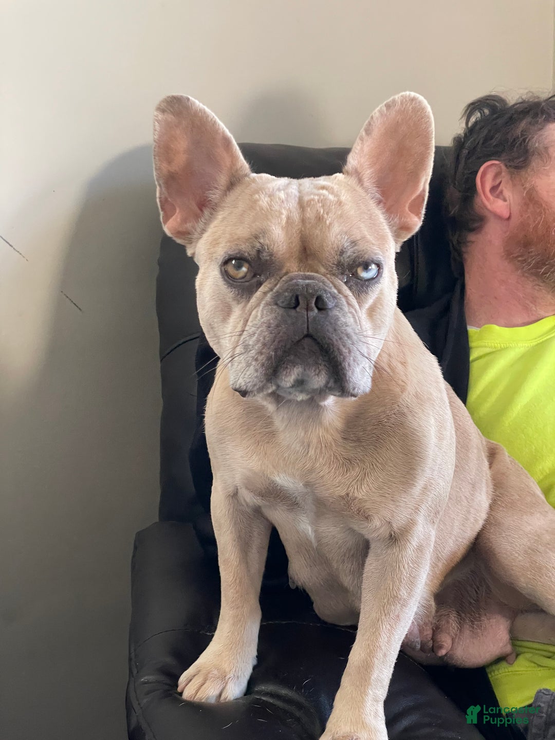 French Bulldog dogs for sale:  Puppy 6 - Ad 4