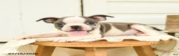 Boston Terrier dogs for sale: Caleb - Ad 3