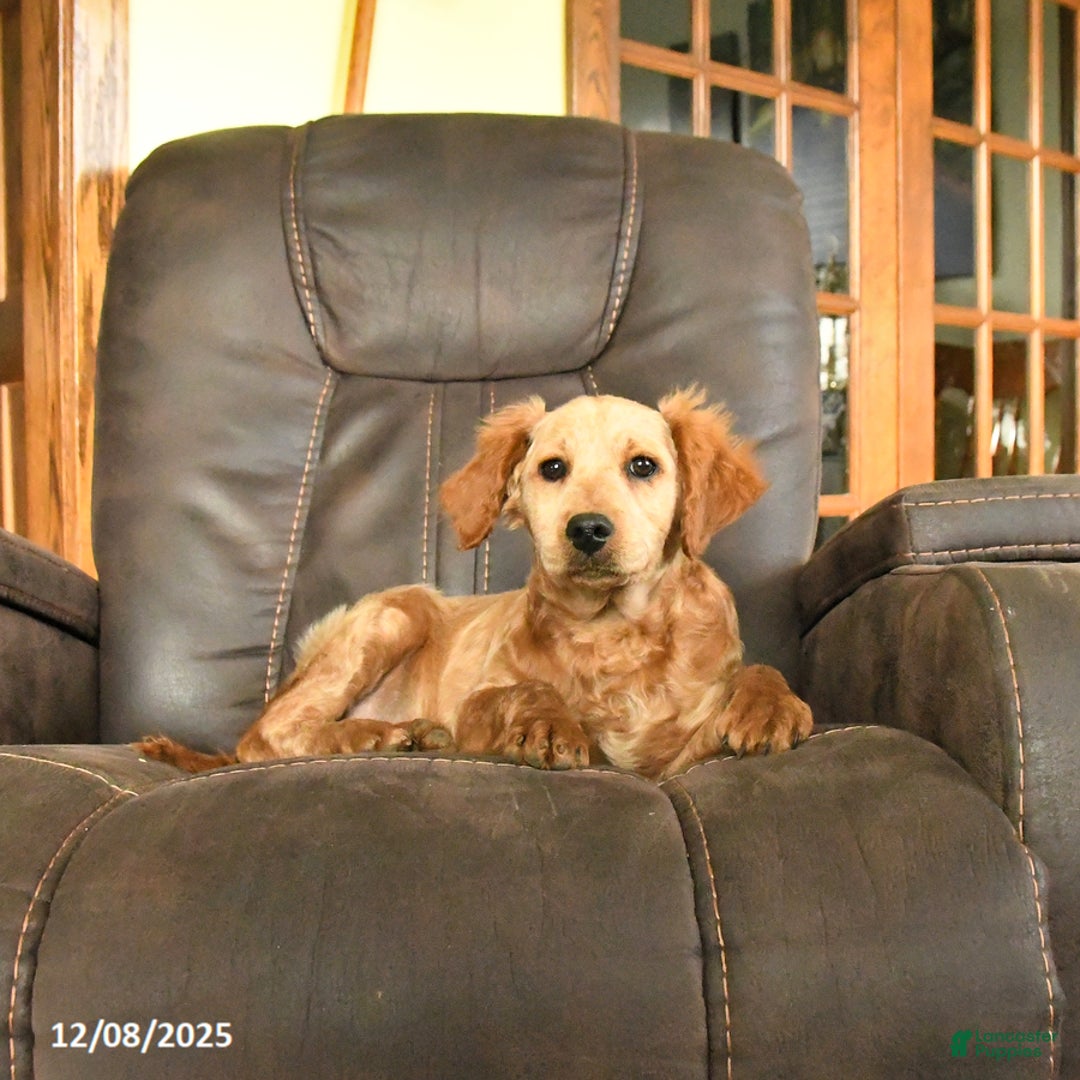 Mini Goldendoodle dogs for sale: Sam - Ad 3