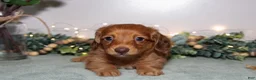 Miniature Dachshund dogs for sale: Damien - Ad 3