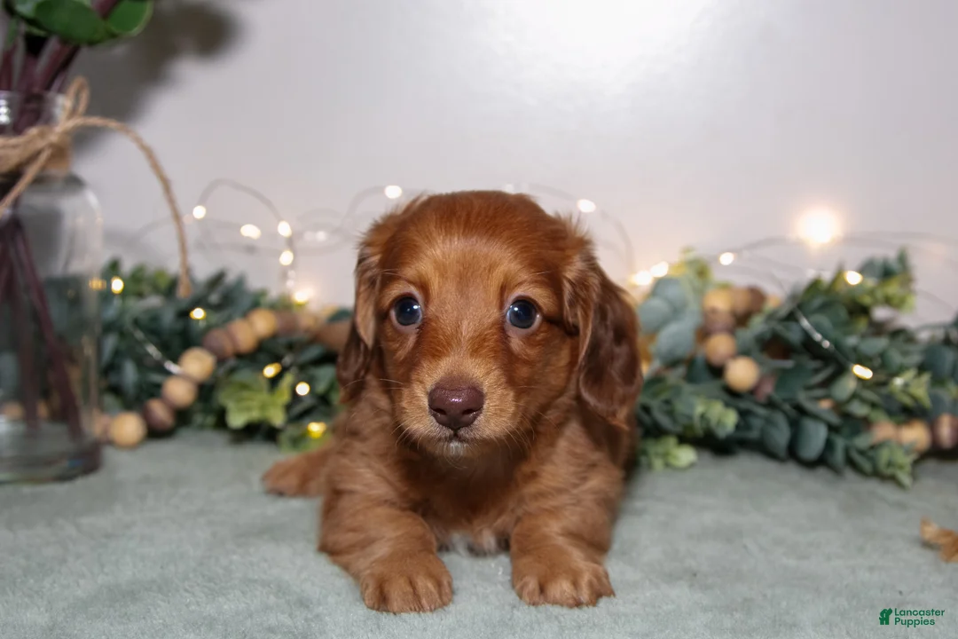 Miniature Dachshund dogs for sale: Damien - Ad 3