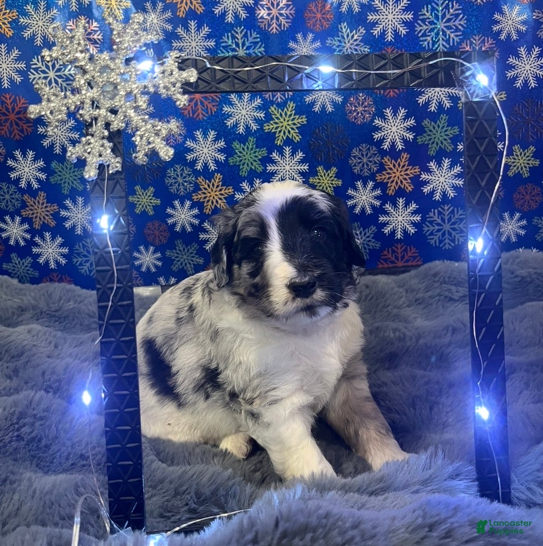 Bernedoodle dogs for sale: Rogue - Ad 2