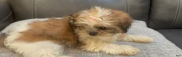 Shih Tzu dogs for sale: Liz - Ad 2