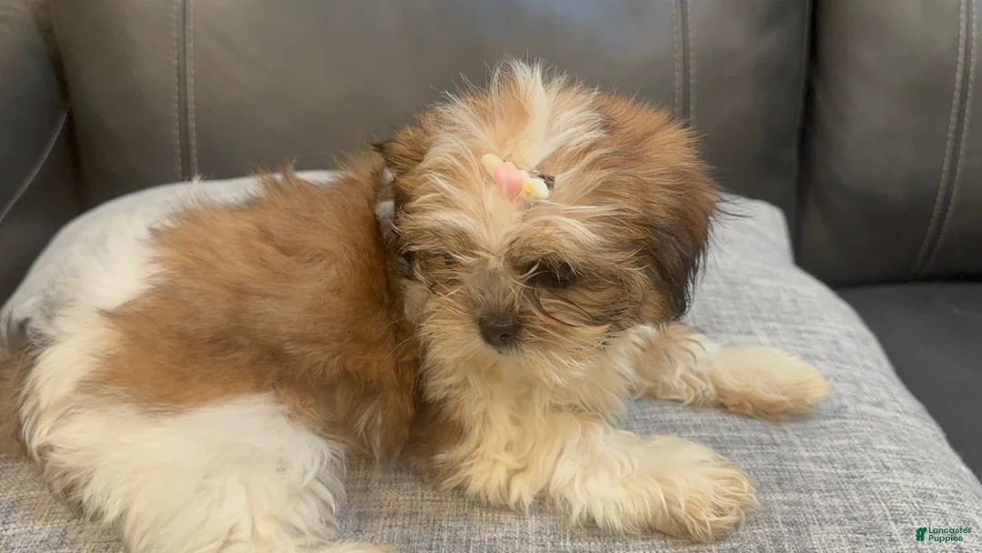 Shih Tzu dogs for sale: Liz - Ad 2