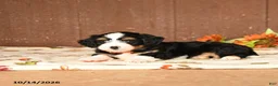 Mini Bernedoodle dogs for sale: Ken  - Ad 3