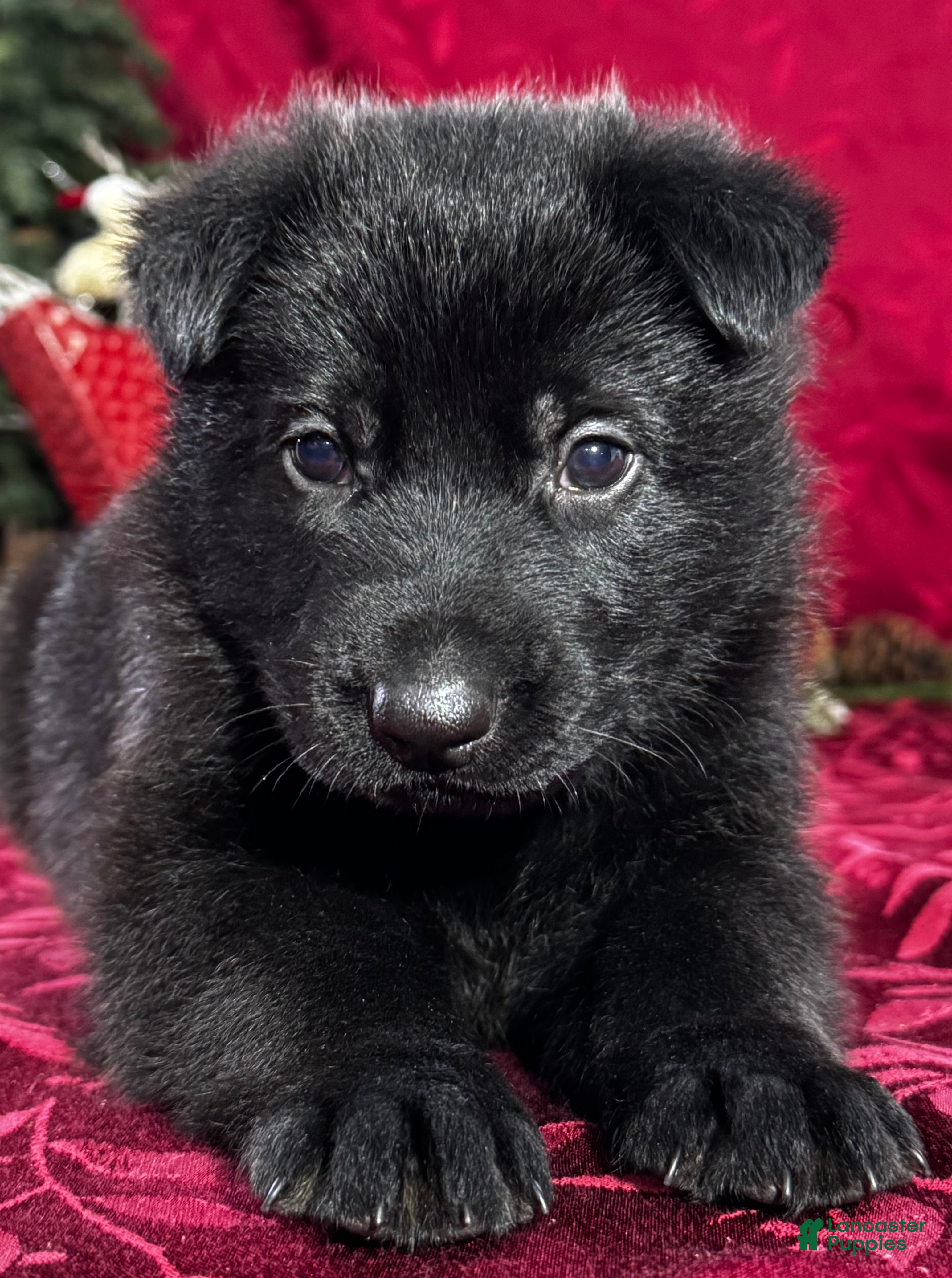 German Shepherd dogs for sale: Durango - Ad 4