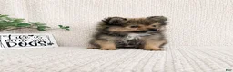 Pomeranian dogs for sale: Moose - Ad 3