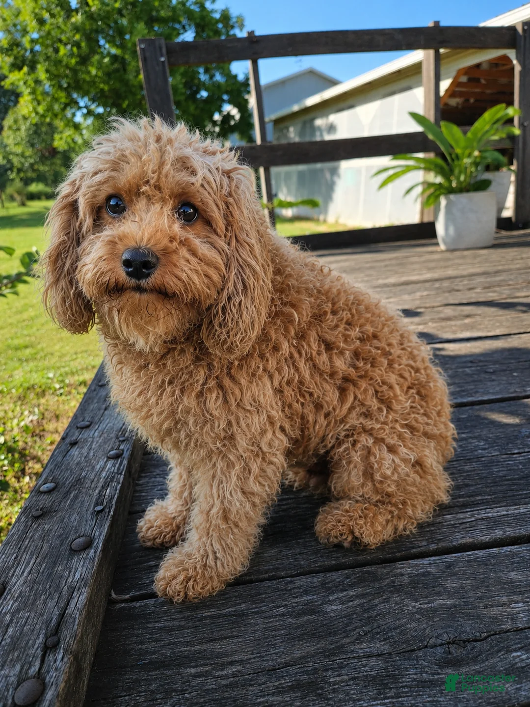Cavapoo dogs for sale: Mischief - Ad 6