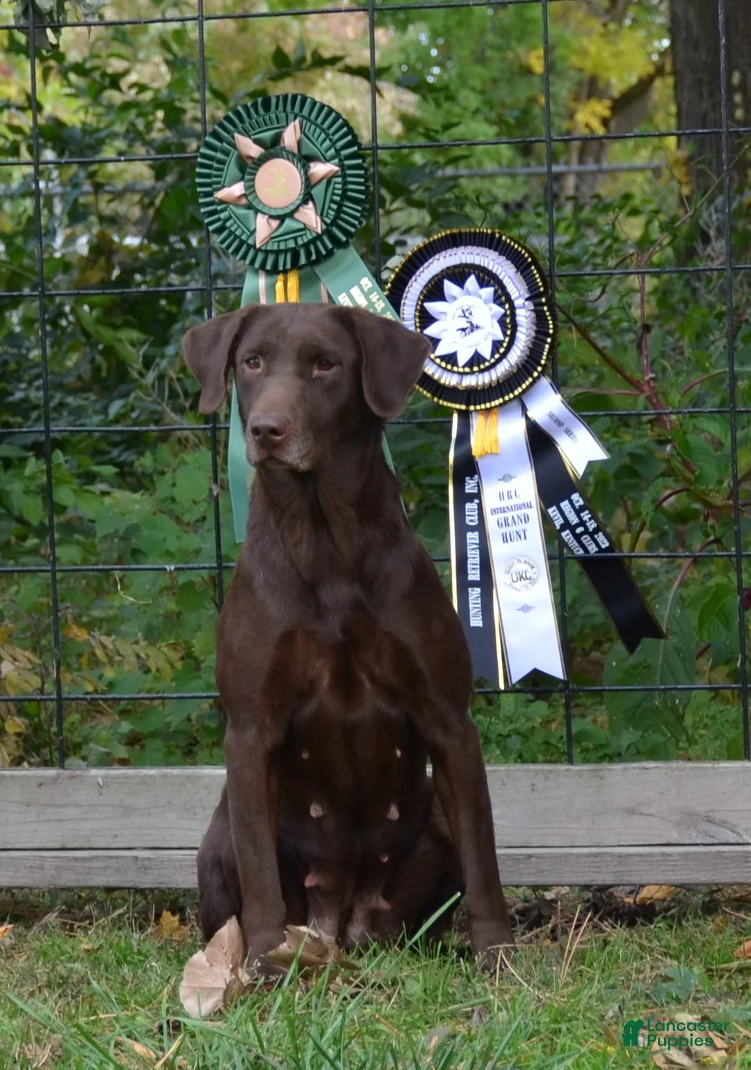 Labrador Retriever dogs for sale: Labrador Retriever Puppy 2 - Ad 2
