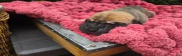 Great Dane dogs for sale: Great Dane Female 2 - Ad 3