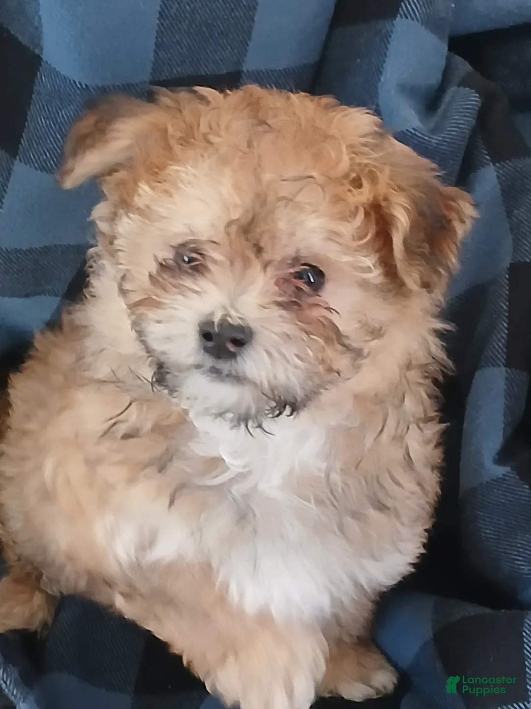 Havanese dogs for sale: Havanese Puppy 1 - Ad 1