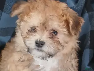 Havanese dogs Havanese Puppy 1 - Ad 31