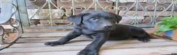Labrador Retriever dogs for sale: Labrador Retriever Puppy 3 - Ad 9