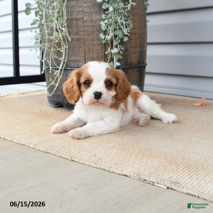 Cavalier King Charles Spaniel dogs Crispin - Ad 2