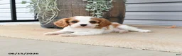 Cavalier King Charles Spaniel dogs for sale: Crispin - Ad 2