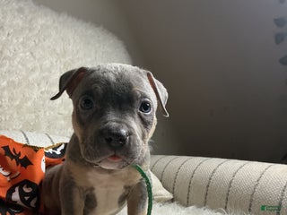 American Bully dogs - Ad 5