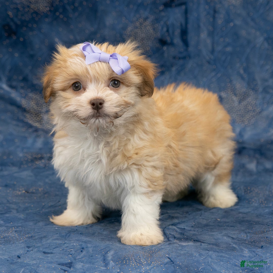 Havapoo dogs for sale: Eva - Ad 2