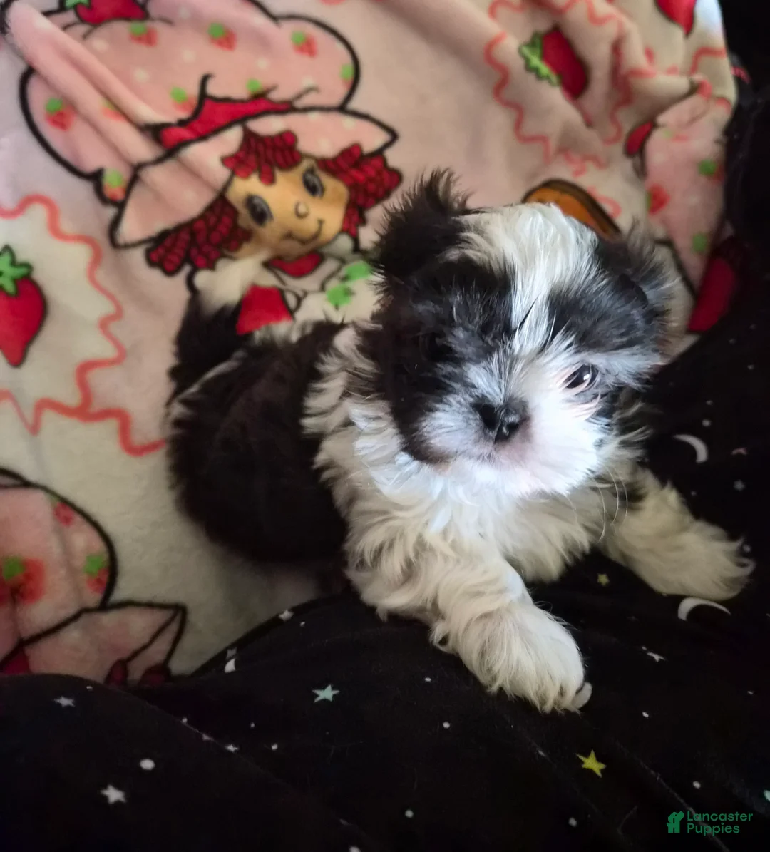 Shih Tzu dogs for sale: Shih Tzu Puppy 2 - Ad 1