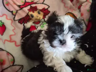 Shih Tzu dogs for sale: Shih Tzu Puppy 2 - Ad 2