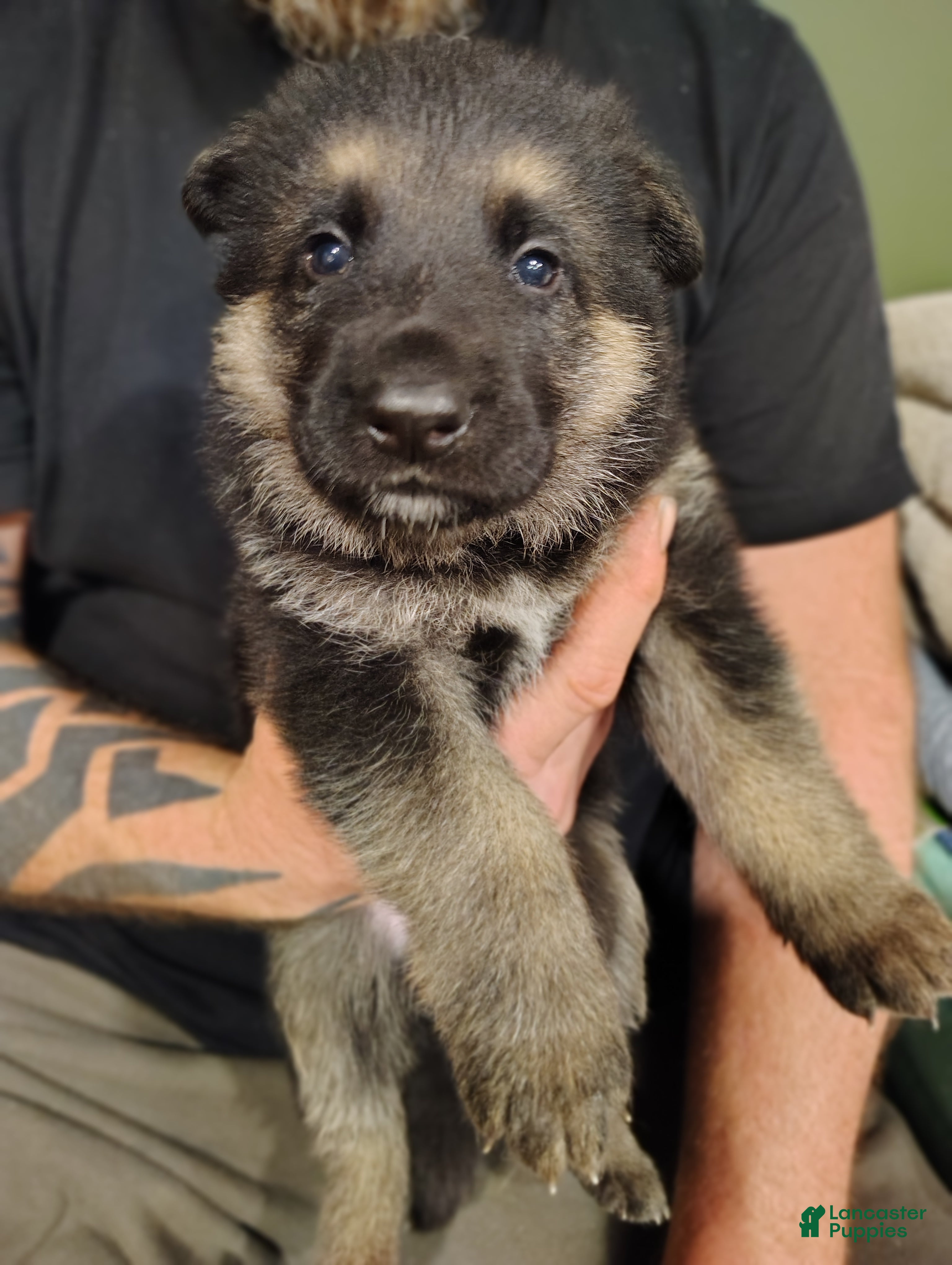 German Shepherd dogs Apollo - Ad 8