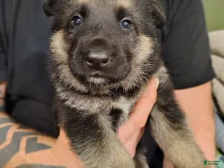 German Shepherd dogs Apollo - Ad 8