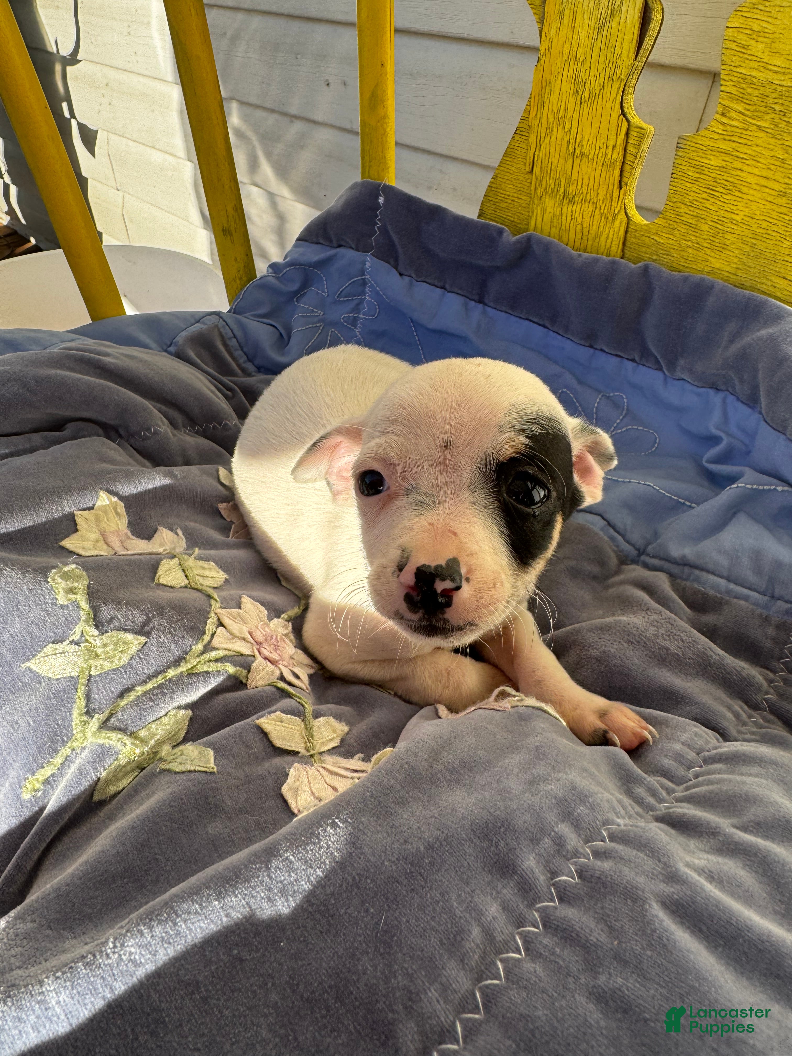Chihuahua dogs for sale: Tristin - Ad 3