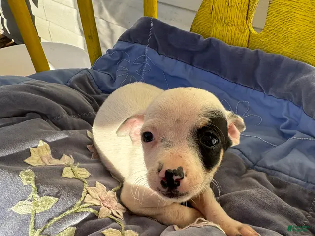 Chihuahua dogs for sale: Tristin - Ad 5