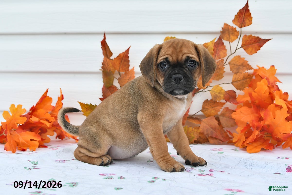 Puggle dogs for sale: Amy - Ad 1