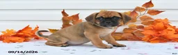 Puggle dogs for sale: Amy - Ad 1
