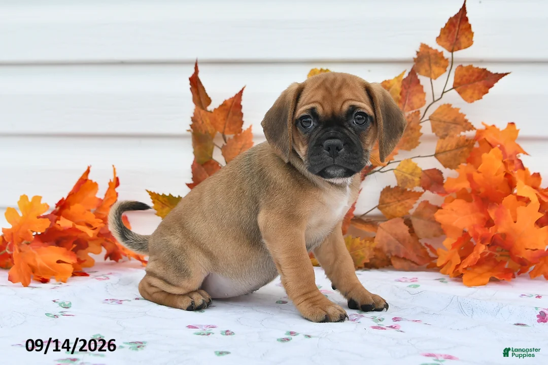 Puggle dogs for sale: Amy - Ad 1