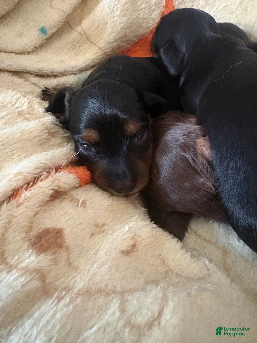 Miniature Dachshund dogs for sale: Miniature Dachshund Puppy 2 - Ad 1