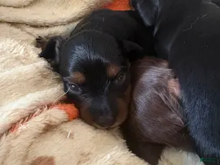 Miniature Dachshund dogs Miniature Dachshund Puppy 2 - Ad 17