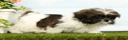 Shih Tzu dogs for sale: Juniper - Ad 3