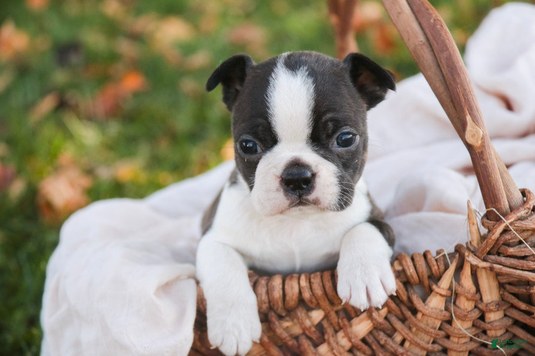 Boston Terrier dogs for sale: Cody Boston Terrier  - Ad 1