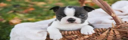 Boston Terrier dogs for sale: Cody Boston Terrier  - Ad 1