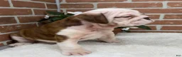 English Bulldog dogs for sale: Patrick - Ad 4