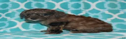 Miniature Poodle dogs for sale: Harlee’s brown Merle male - Ad 13