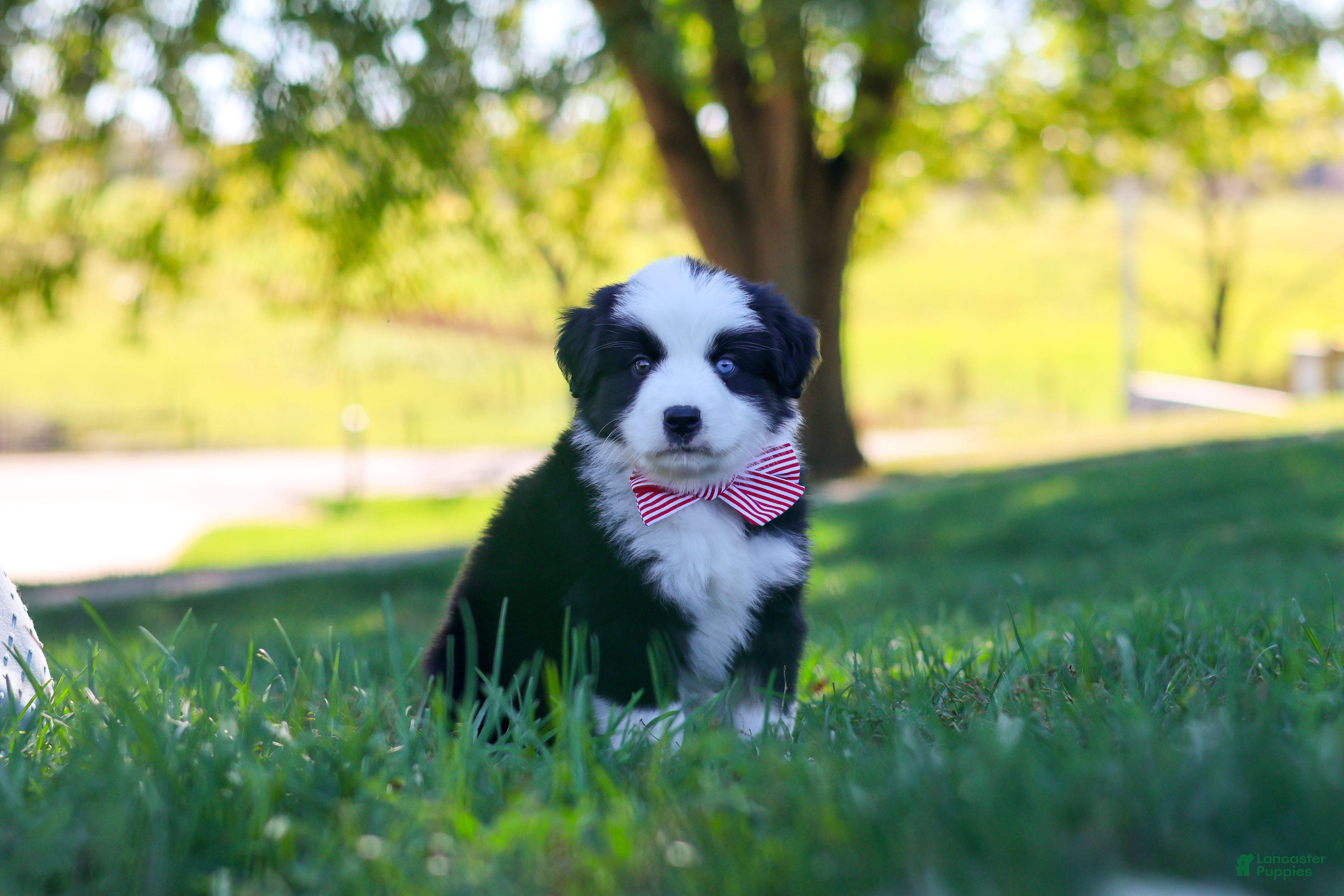 Miniature Australian Shepherd dogs for sale: Ricochet - Ad 1