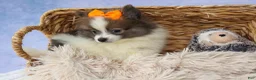 Pomeranian dogs for sale: Easton🐾 - Ad 14