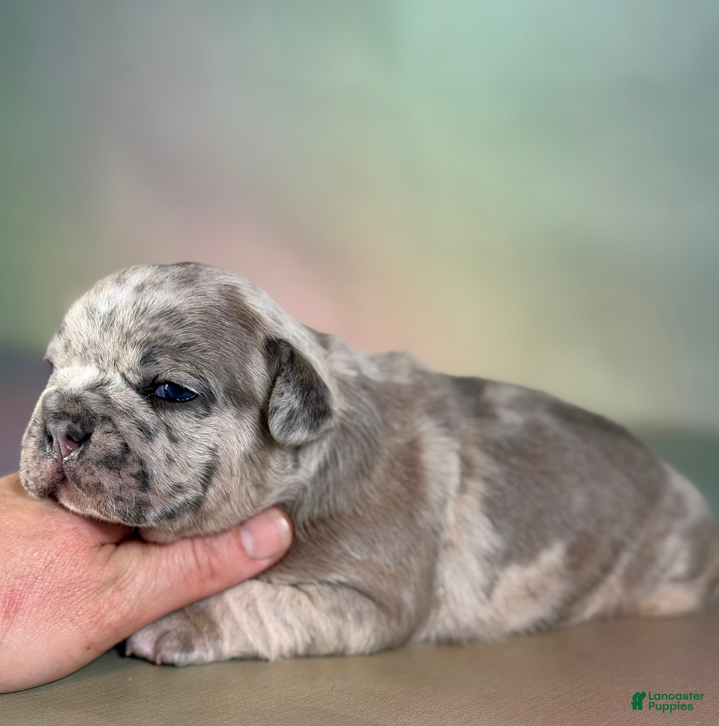 Mixed Breed dogs Jupiter DNA 88/12 - Ad 1