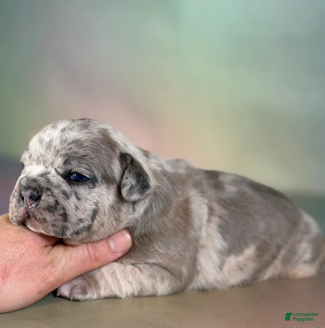 Mixed Breed dogs for sale: Jupiter DNA 88/12 - Ad 1