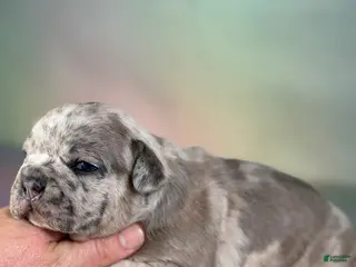 Mixed Breed dogs for sale: Jupiter DNA 88/12 - Ad 2