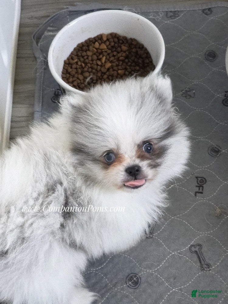 Pomeranian dogs Sebastian - True Blue Merle- Blue& Grey Eye Marbling - Ad 1