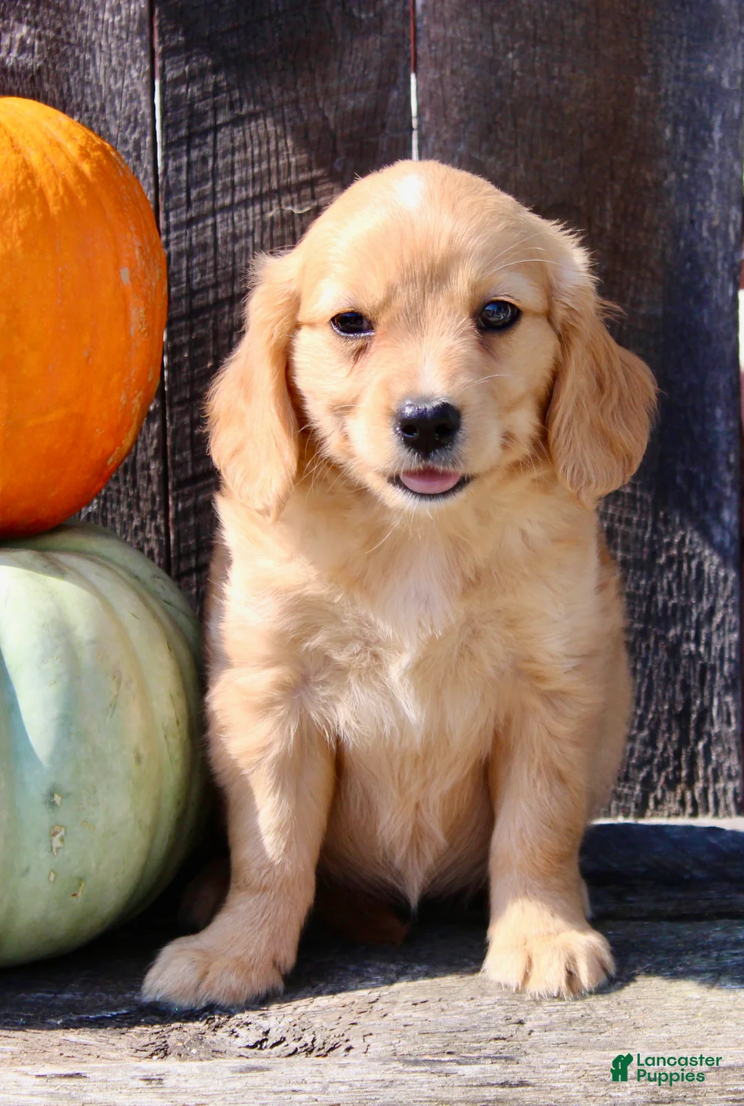 Miniature Golden Retriever dogs for sale: Tulip Female Mini Golden Retriever  - Ad 10