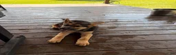 German Shepherd dogs for sale: Diesel - Ad 24