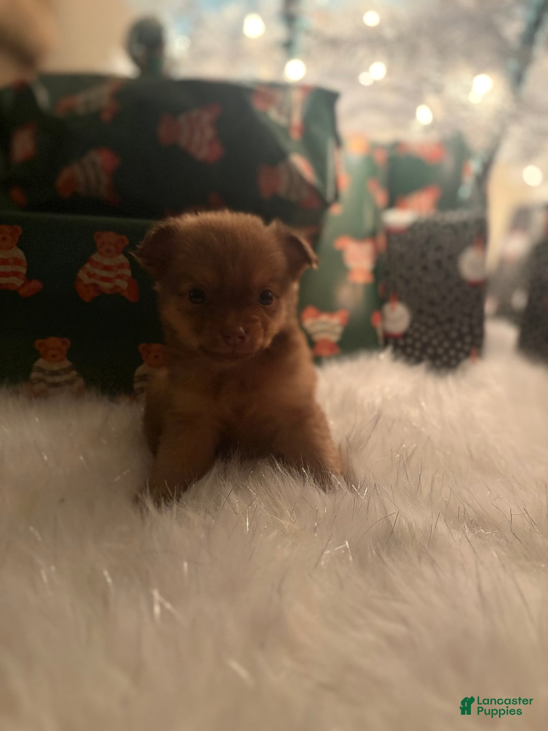 Pomchi dogs for sale: Pomchi Puppy 3 jake - Ad 1