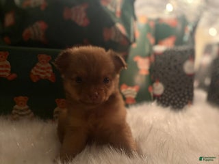 Pomchi dogs Pomchi Puppy 3 jake - Ad 9