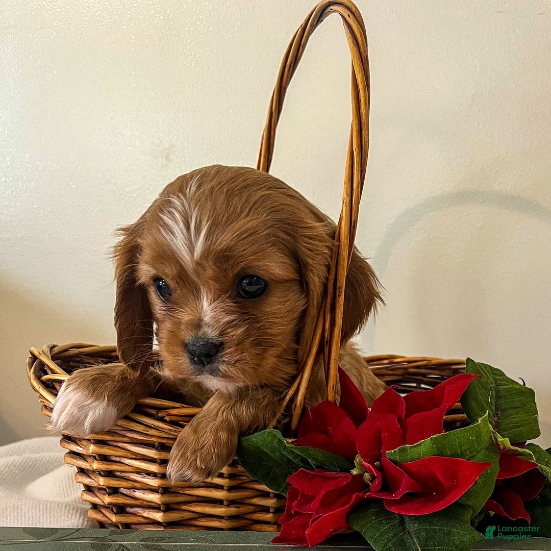 Cavalier King Charles Spaniel dogs for sale: Graham - Ad 2