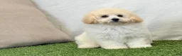 Bichpoo dogs for sale: Kylie  - Ad 3